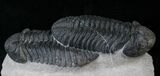 Double Drotops Trilobite Specimen - Long Each! #14295-2